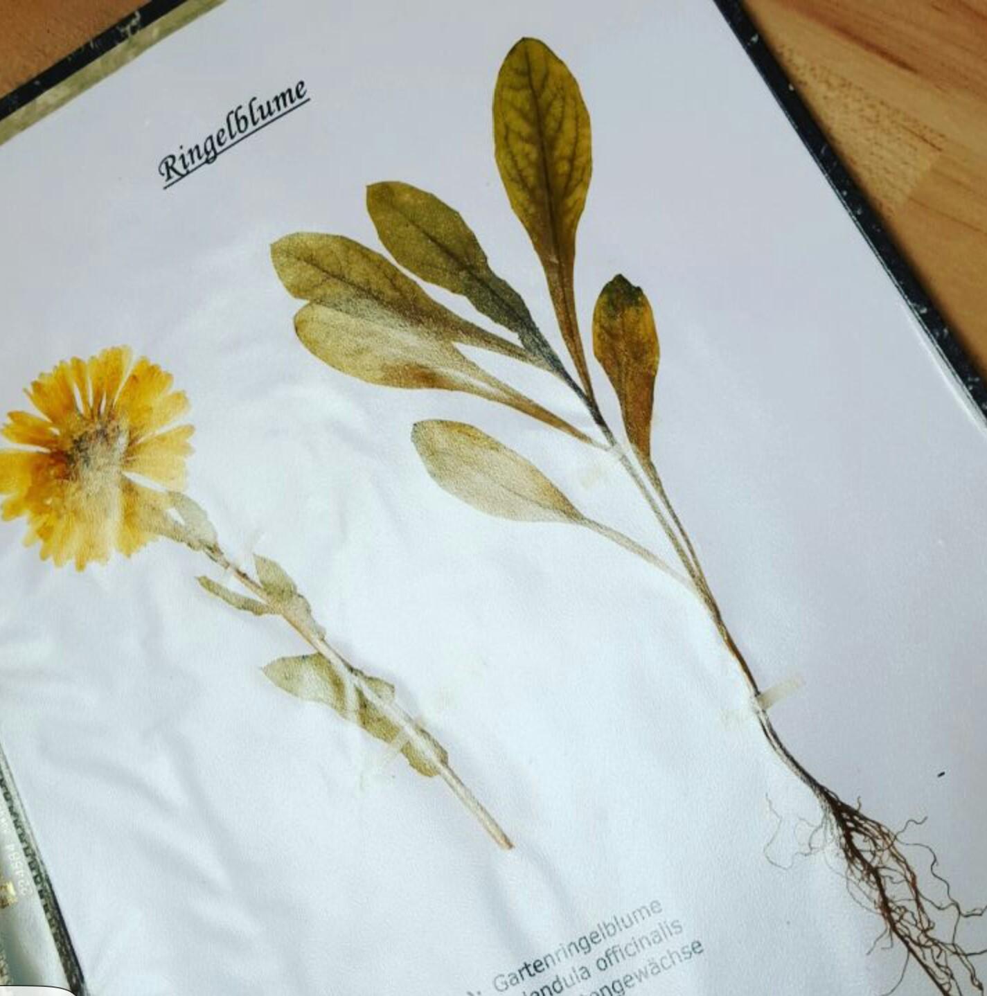 Herbarium 10 Pflanzen frei wählbar Große Auswahl 2019 Low Price! 