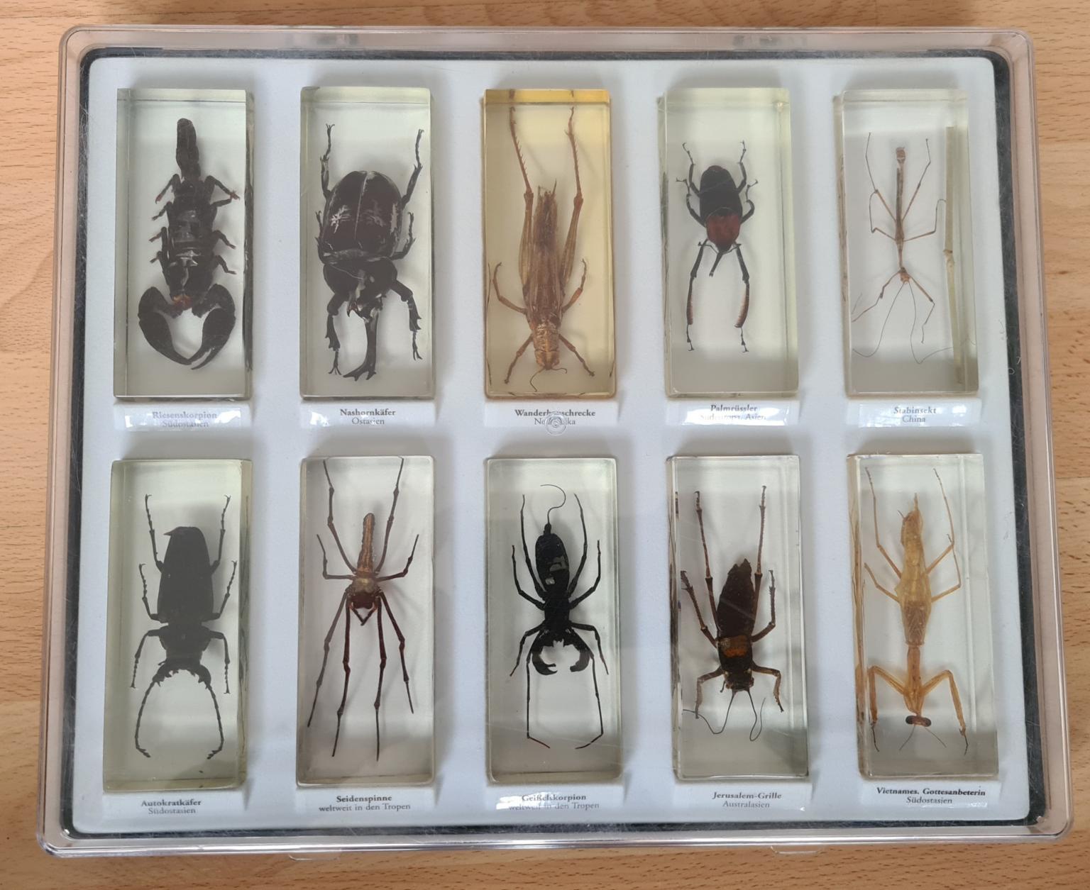 Mini Biester|Echte Spinnen-Käfer-Insekten|Auswählbar aus privater Sammlung