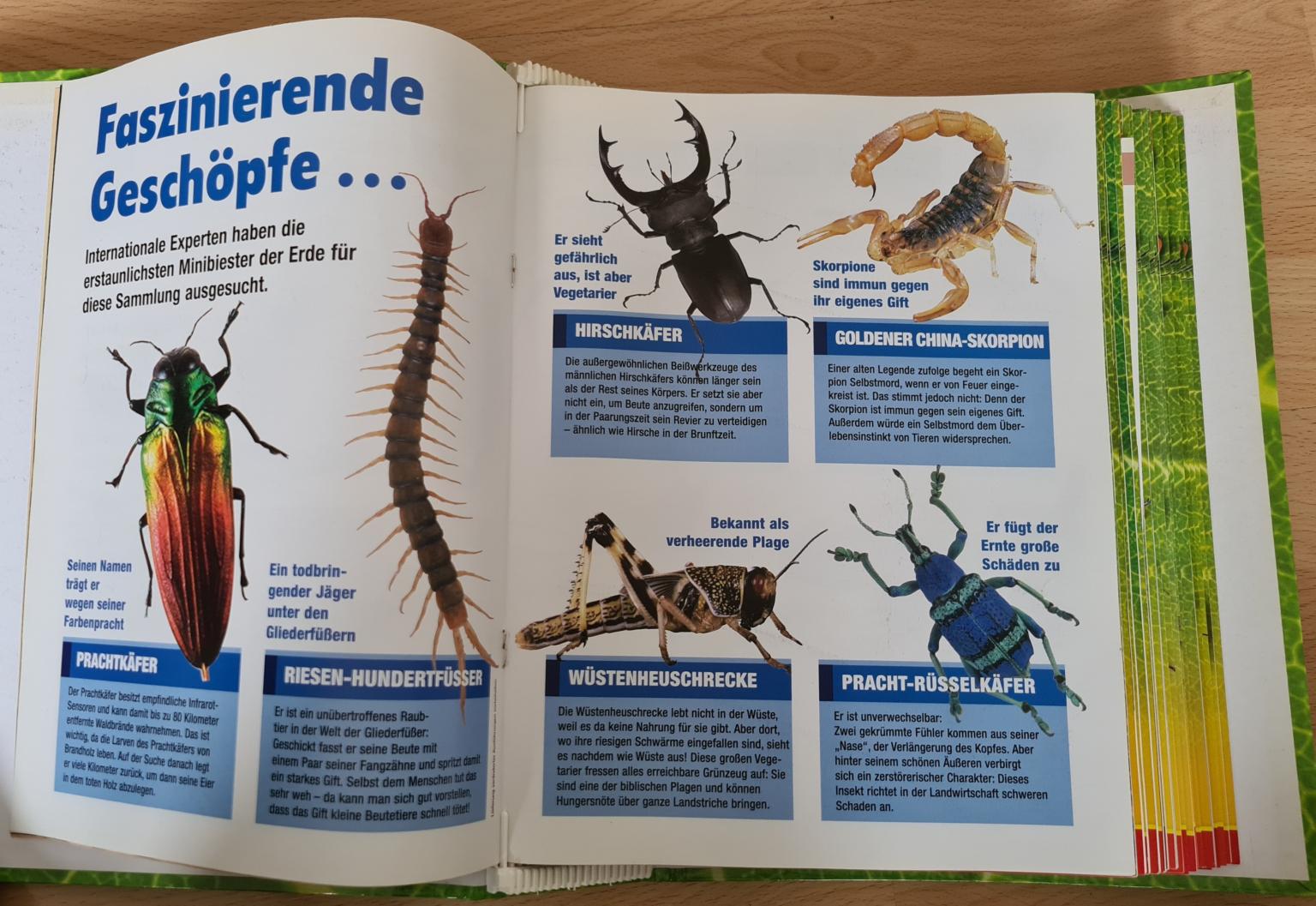 Mini-Biester/Echte Spinnen-Käfer-Insekten/Hachette /Ausgabe 80/Prachtkäfer 
