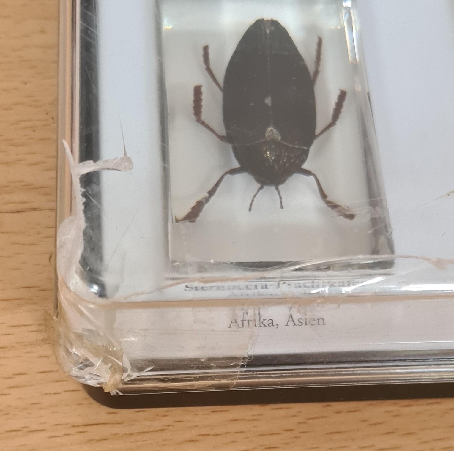 Mini BiesterEchte Spinnen-Käfer-InsektenAuswählbar aus privater Sammlung 
