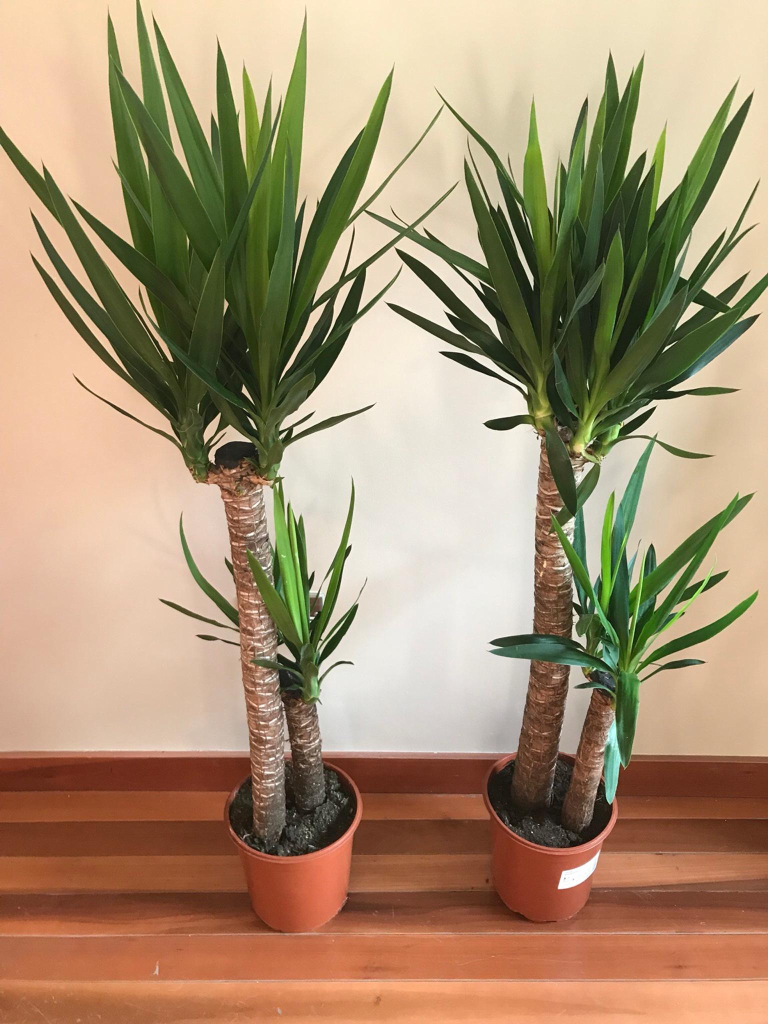 Two Ikea potted plants   YUCCA ELEPHANTIPES in L20 Liverpool für ...